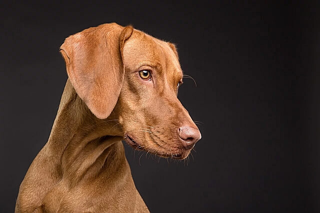 Отодектоз у собак: симптомы и лечение ушного клеща